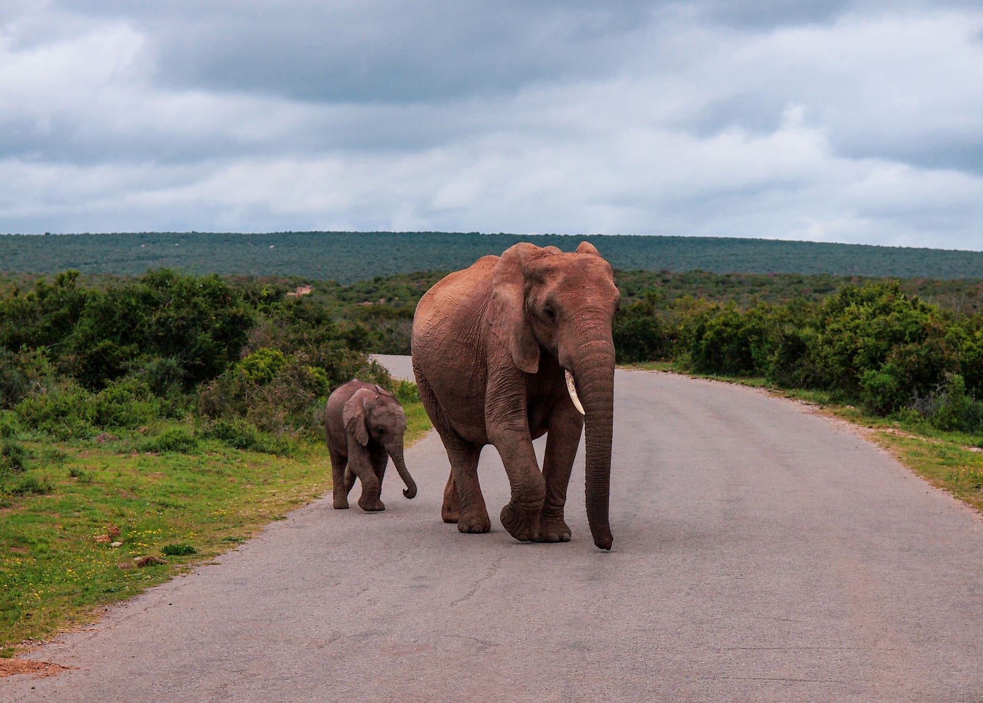 Self-Drive Safari | Addo